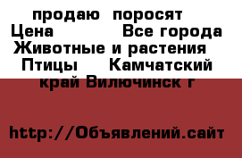 продаю  поросят  › Цена ­ 1 000 - Все города Животные и растения » Птицы   . Камчатский край,Вилючинск г.